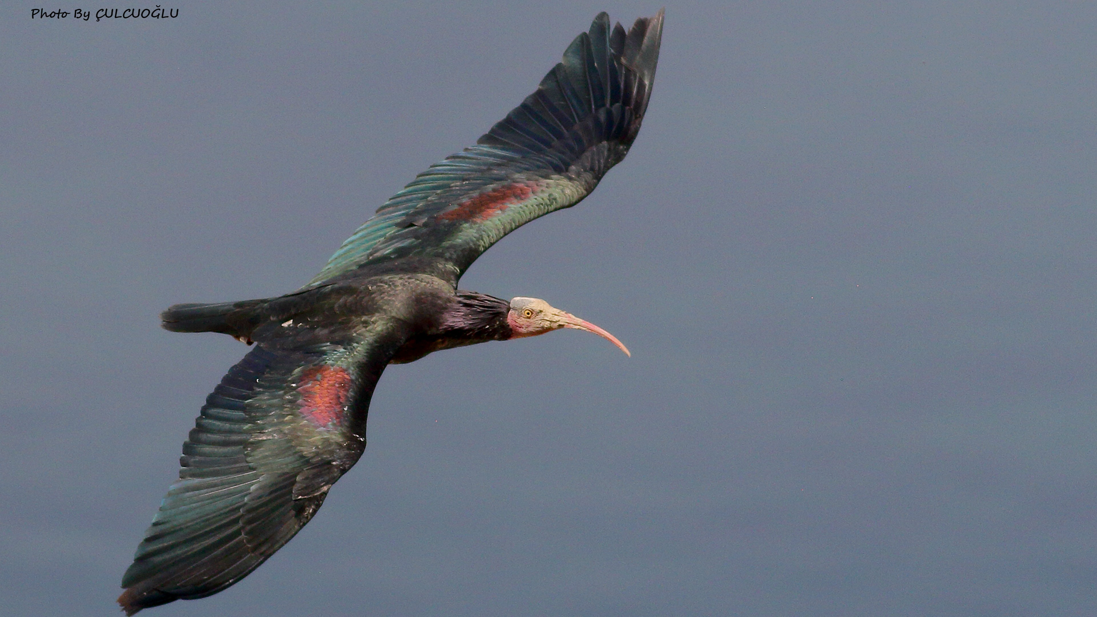 Northern Bald Ibis